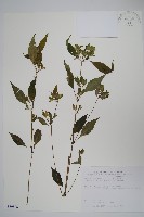 藏品(九頭獅子草)的圖片