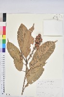 藏品(大葉石櫟、大葉校栗)的圖片