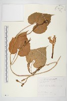 藏品(天茄兒)的圖片