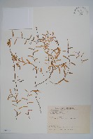 藏品(半邊蓮、鐮磨仔草)的圖片