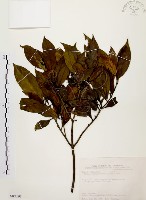 藏品(茜草樹)的圖片