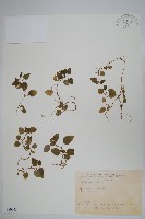 藏品(圓葉山梗菜)的圖片