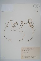 藏品(半邊蓮、鐮磨仔草)的圖片