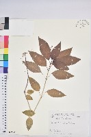 藏品(山靛)的圖片