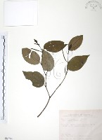 藏品(風藤)的圖片