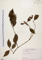 藏品(鼠刺)的圖片