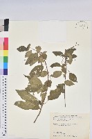 藏品(恆春鐵莧)的圖片