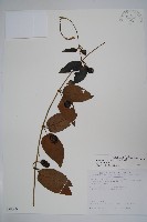 藏品(絨毛芙蓉蘭)的圖片