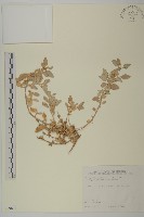 藏品(馬氏濱藜)的圖片