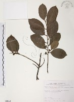 藏品(森氏紅淡比)的圖片