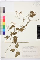 藏品(串鼻龍)的圖片