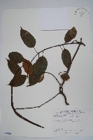 藏品(乳藤)的圖片