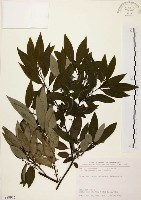 藏品(山胡椒)的圖片