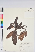 藏品(玉山杜鵑)的圖片