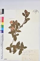 藏品(金毛杜鵑)的圖片