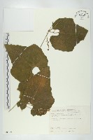 藏品(王瓜)的圖片