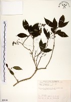 藏品(華八仙)的圖片