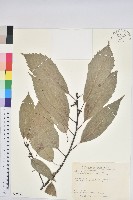 藏品(青剛櫟、鐵椆)的圖片