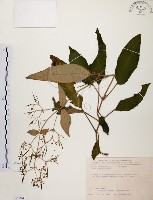 藏品(旋莢木)的圖片