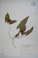 藏品(異葉馬兜鈴)的圖片