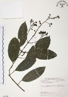 藏品(山香圓)的圖片