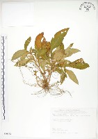 藏品(同蕊草、異色線柱苣苔)的圖片