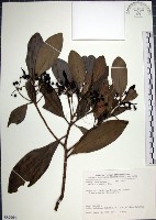 藏品(樹杞)的圖片