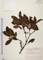 藏品(鼠刺)的圖片