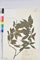藏品(密花五月茶)的圖片