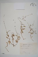 藏品(細葉蘭花參)的圖片