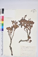 藏品(臺灣馬醉木)的圖片