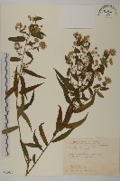 藏品(臺灣紺菊)的圖片