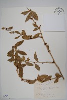 藏品(臺灣小蘗)的圖片