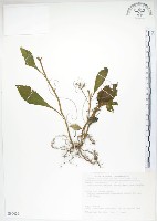 藏品(同蕊草、異色線柱苣苔)的圖片