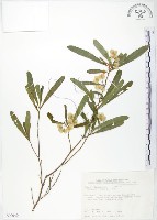 藏品(車桑子)的圖片