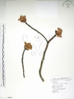 藏品(臺灣擦樹)的圖片