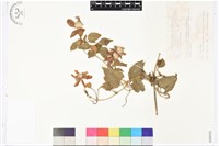 藏品(屏東鐵線蓮)的圖片