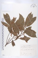 藏品(杜英、山杜英、蘭嶼杜英)的圖片