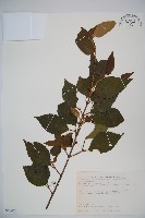 藏品(紅子莢迷)的圖片