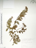 藏品(臺灣繡線菊)的圖片