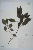 藏品(臺灣樹參)的圖片