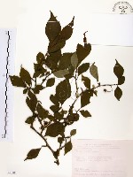 藏品(烏皮九芎、奮起湖野茉莉)的圖片