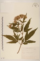 藏品(臺灣澤蘭)的圖片