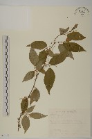 藏品(佩羅特木)的圖片