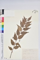 藏品(白珠樹)的圖片