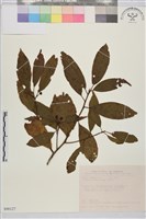 藏品(鈍齒鼠李)的圖片