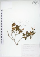 藏品(石吊蘭、吊石苣苔)的圖片