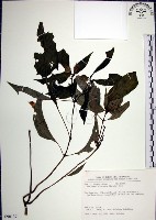 藏品(角桐草、台灣半蒴苣苔)的圖片