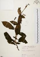 藏品(旋莢木)的圖片