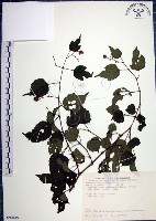 藏品(漢氏山葡萄)的圖片